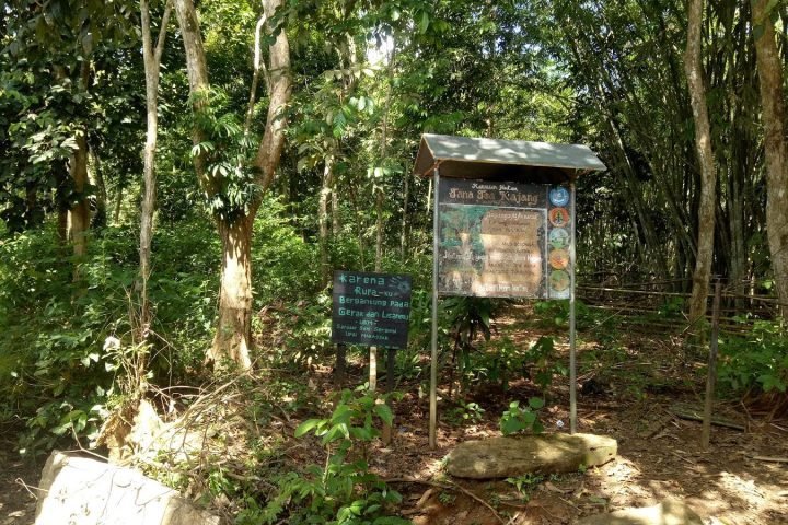 hutan adat kajang