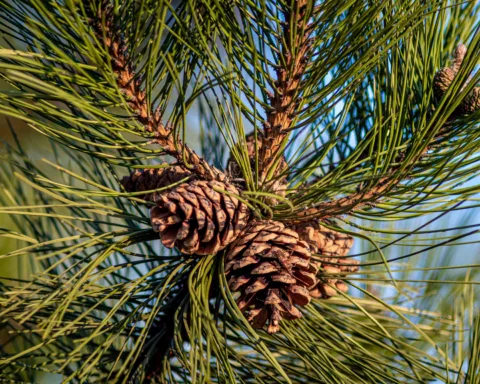 Sisi Kelam Hutan Pinus: Folk bagi Orang Kota, Bencana bagi Orang Desa/Wirestock - Freepik
