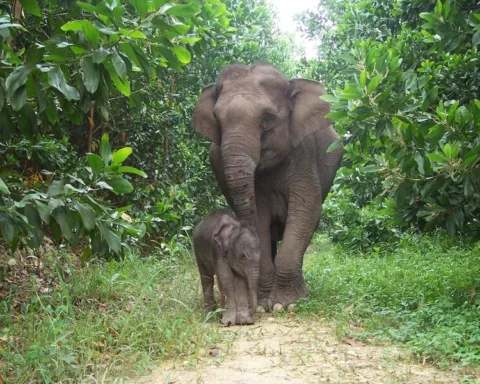 Sumatran elephant calf (Elephas maximus sumatrensis) Lisa and its mother from Tesso Nilo National Park, Riau, Indonesia/worldwildlife.org