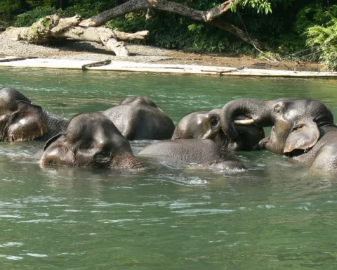 Ilustrasi, sekelompok gajah Sumatera sedang bercengkrama di sungai dalam kawasan Taman Nasional Gunung Leuser/Ahtu Trihangga/ksdae.menlhk.go.id