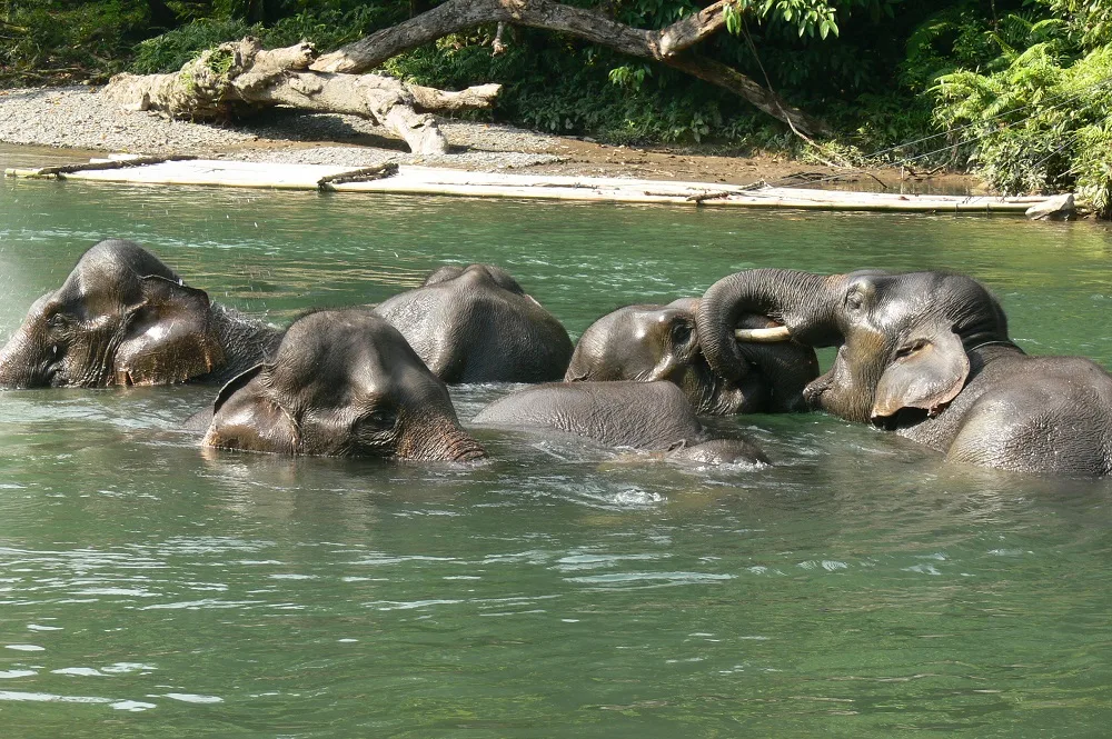 Ilustrasi, sekelompok gajah Sumatera sedang bercengkrama di sungai dalam kawasan Taman Nasional Gunung Leuser/Ahtu Trihangga/ksdae.menlhk.go.id