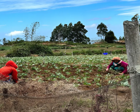 Aktivitas beberapa petani di Kaki Gunung Lompobattang pada pagi hari saat menyiangi kebun/Muhammad Riski