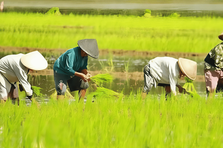 Ilustrasi, petani/upland.psp.pertanian.go.id