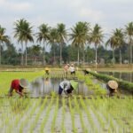 Ilustrasi petani/Foto: media.kemenkeu.go.id