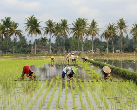 Ilustrasi petani/Foto: media.kemenkeu.go.id