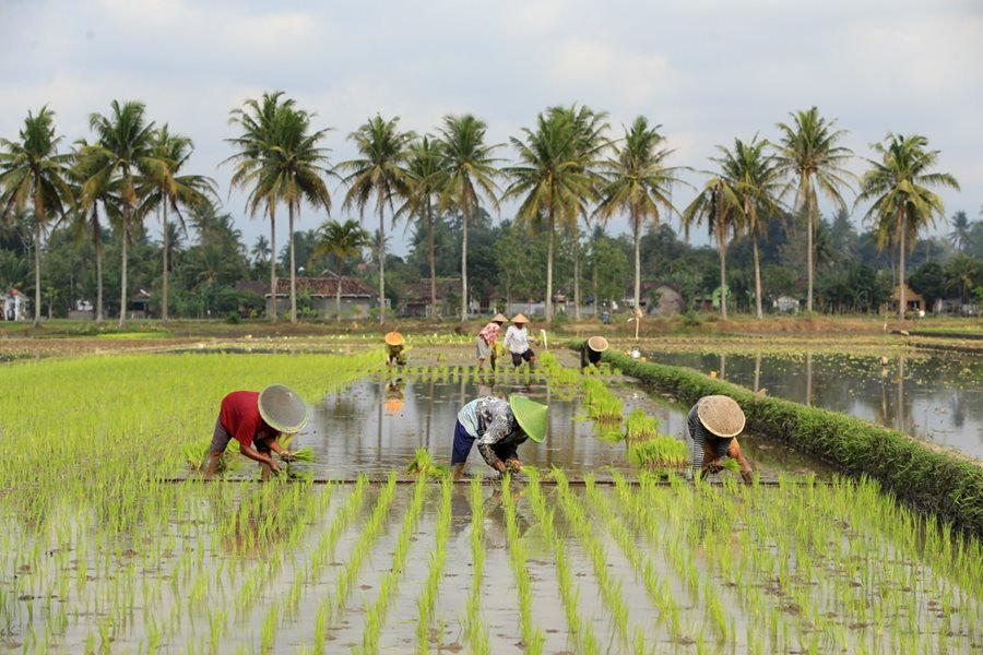 Ilustrasi petani/Foto: media.kemenkeu.go.id